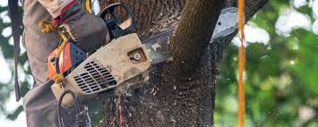 How Our Tree Care Process Works  in  Mitchell, IL